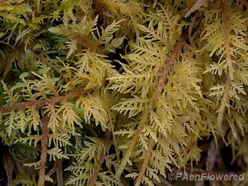 Delicate fern moss  